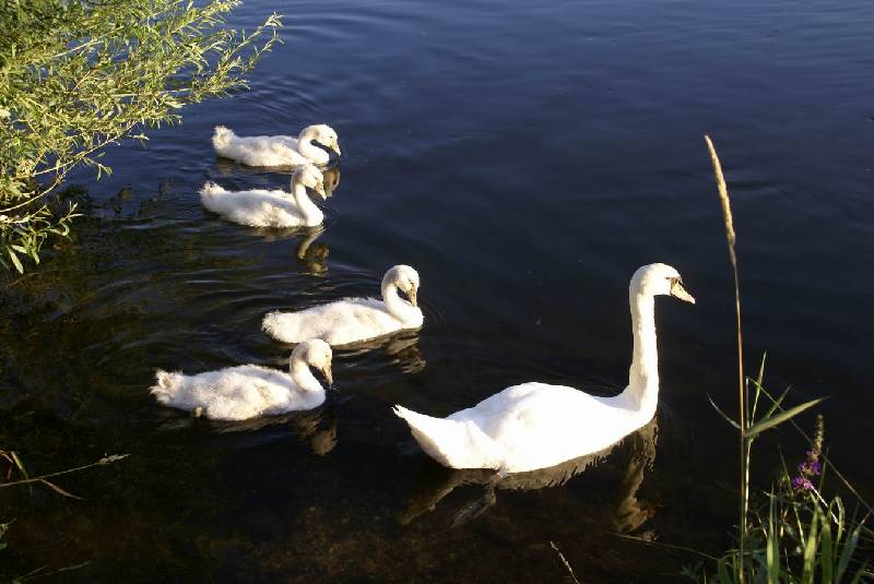 Schwaene auf der Sauer Bild Nr.015